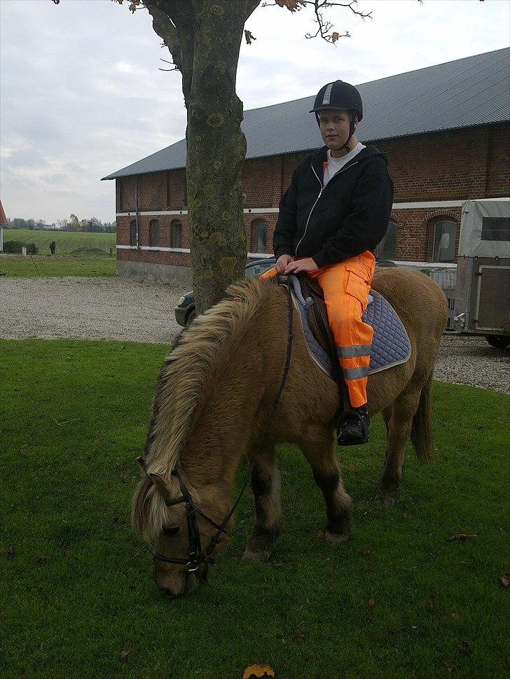 Anden særlig race Bølle billede 6