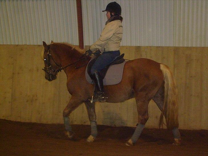 Anden særlig race Koda billede 15