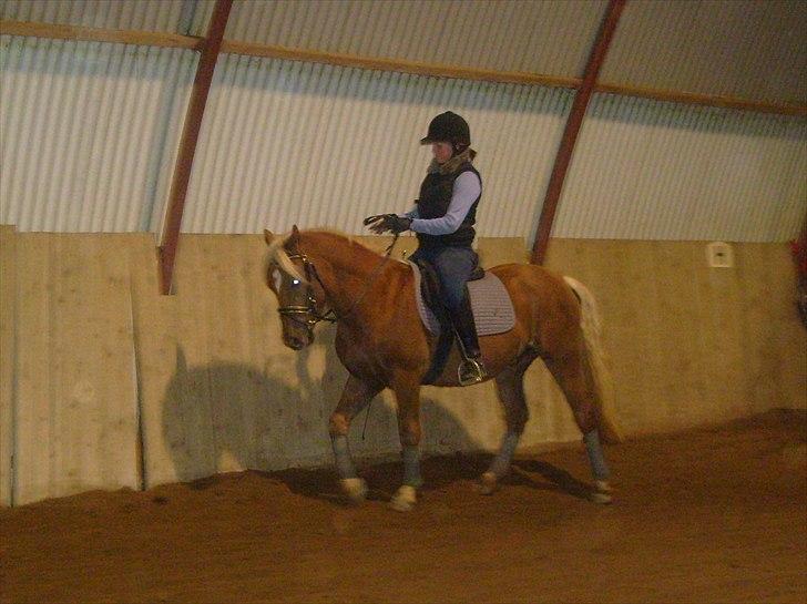 Anden særlig race Koda billede 16