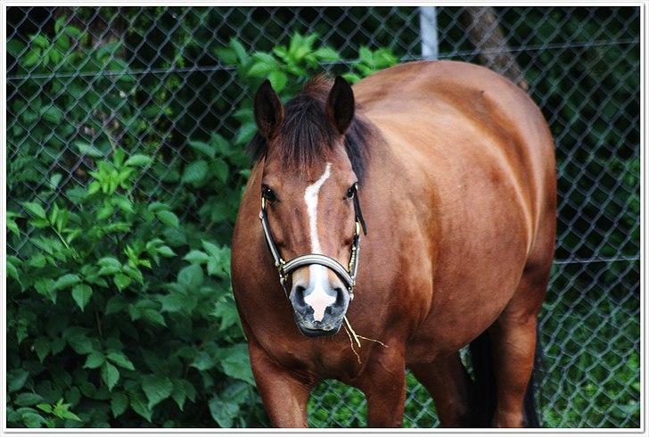 New Forest Bjørndals Horisont billede 13