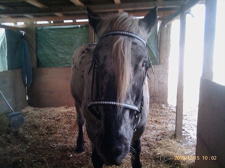 Noriker needles  - han kan sagtens se ynkelig ud :D  billede 13