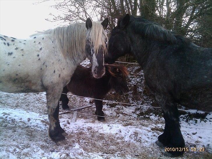 Anden særlig race stella aka madam :D - lille madam med drengene billede 16