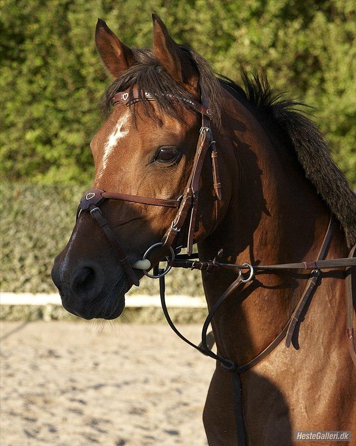 Arabisk fuldblod (OX) Rocky Mountain (Part) billede 1