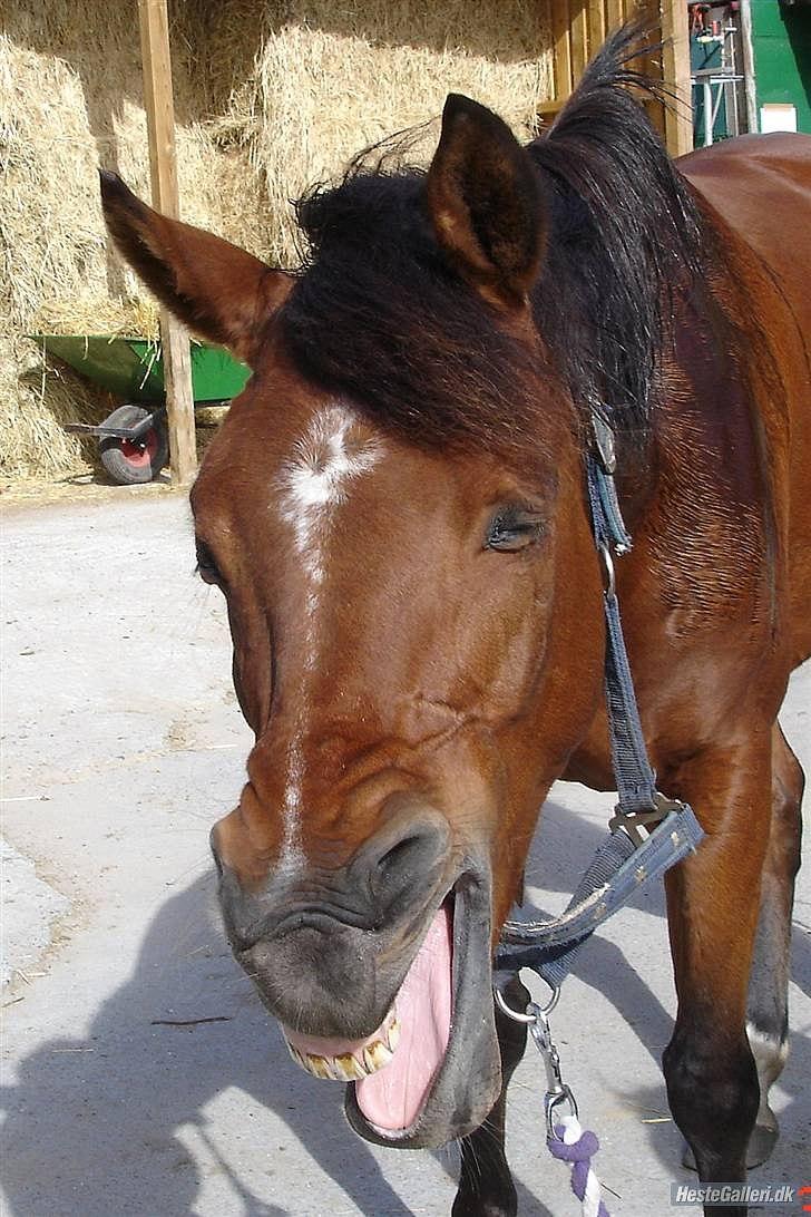 Arabisk fuldblod (OX) Rocky Mountain (Part) billede 4