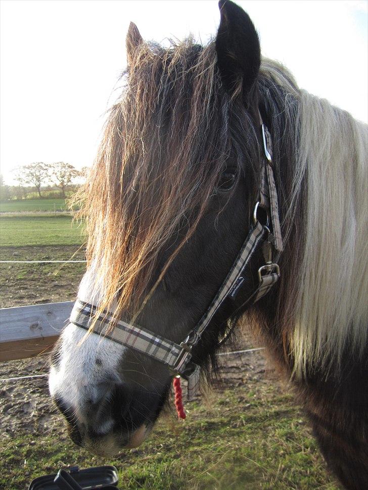 Tinker Tarquin billede 1