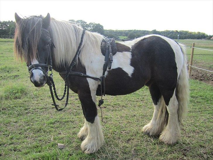 Tinker Tarquin - Tarquin med seletøj på for første gang! billede 5