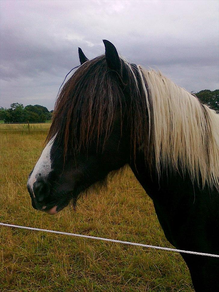 Tinker Tarquin billede 9