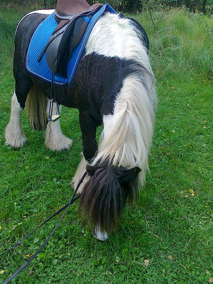 Tinker Tarquin billede 11