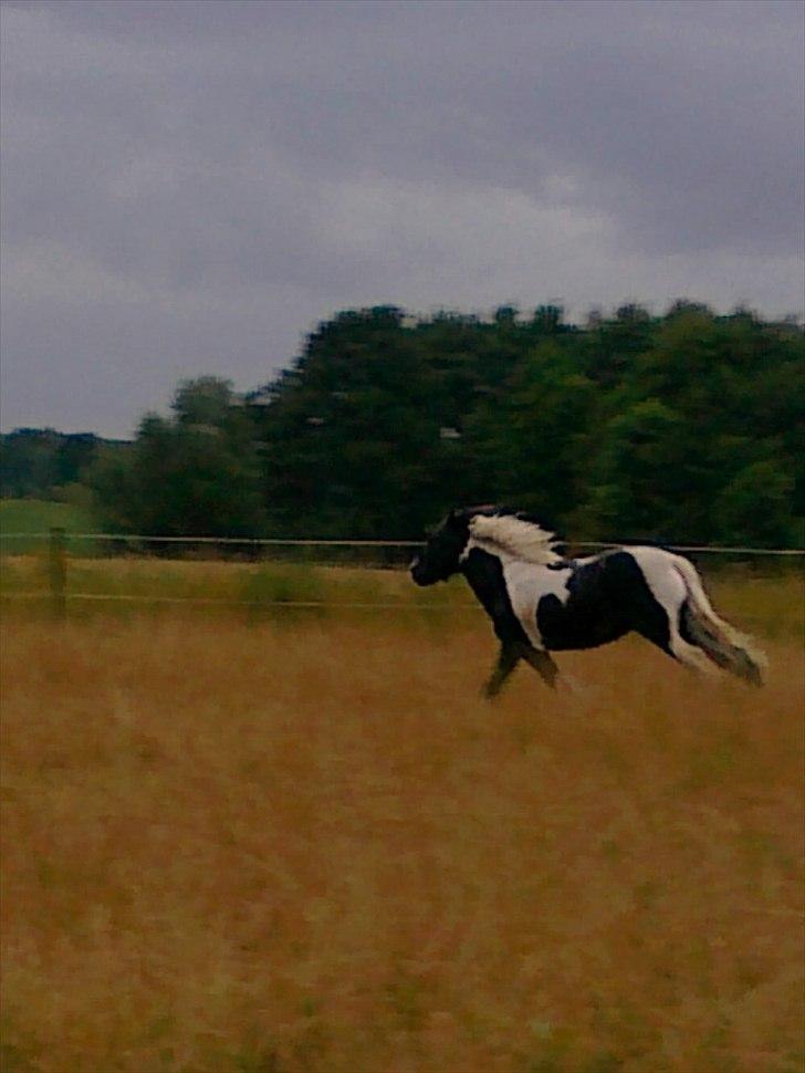 Tinker Tarquin billede 12