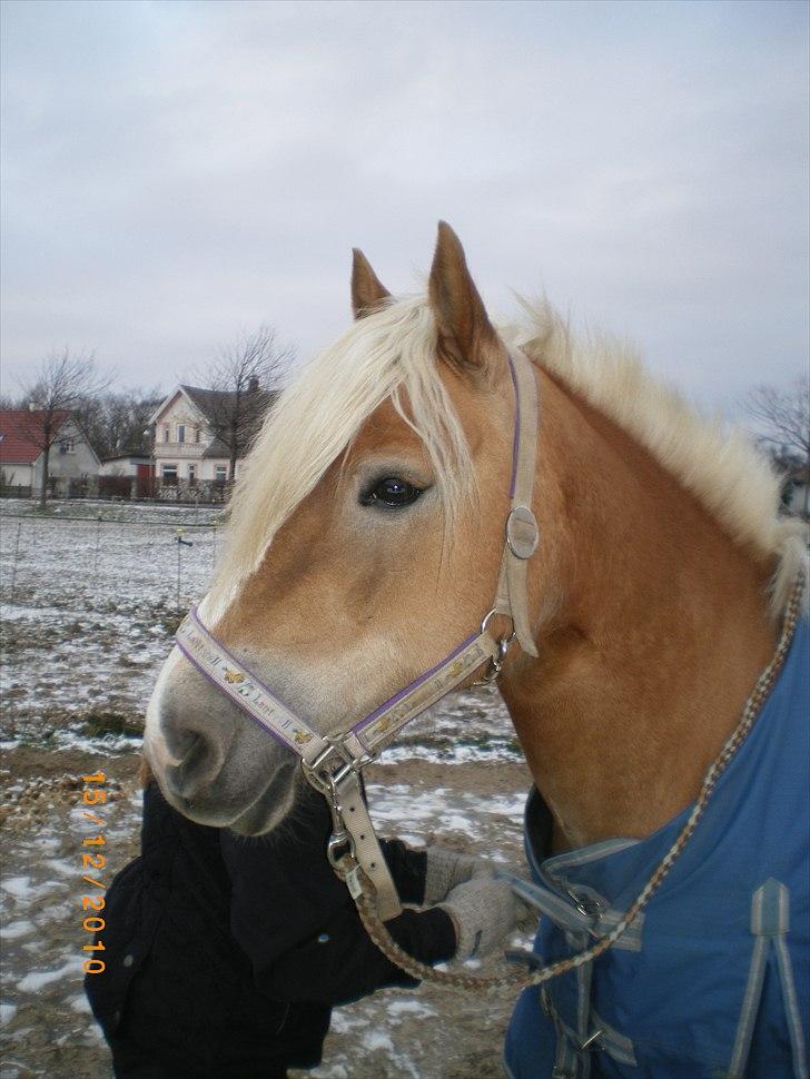 Haflinger Ferrari Bakkely - er hun ikke smuk; )  billede 6