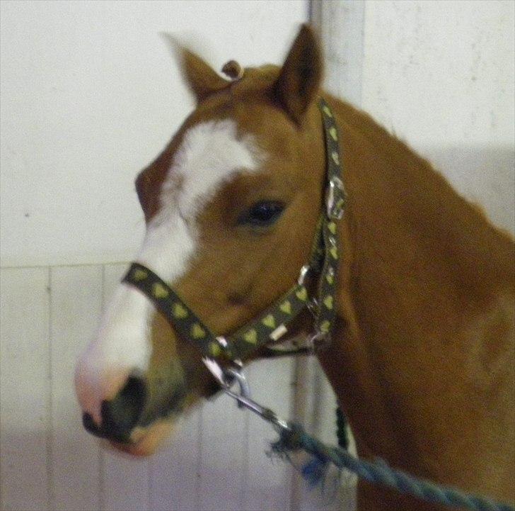 Welsh Pony (sec B) bubbly - søde bubbly før stævne billede 1