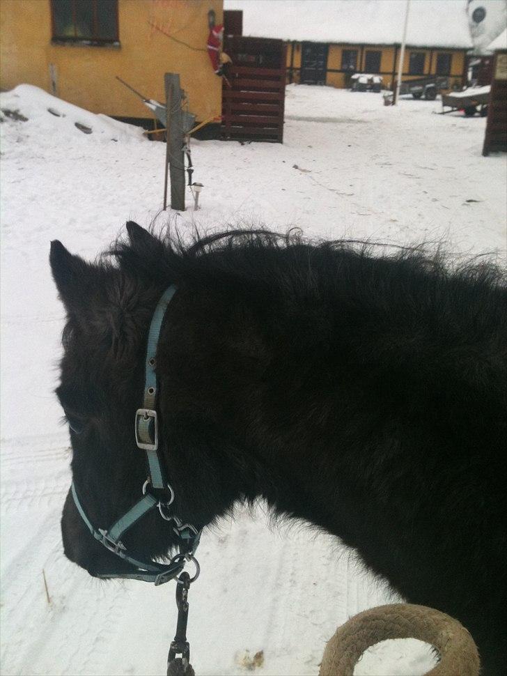 Welsh Mountain (sec A)  Cerét  - 3 » with no words at all, so tiny and small, in love i fall, so deep <3  billede 4