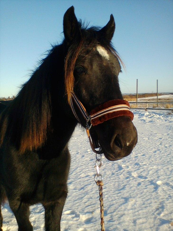 Welsh Cob (sec D) Petersgaards Louisianna - Smukke. billede 2