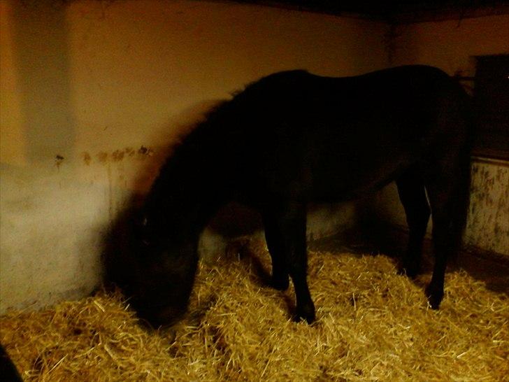 Welsh Cob (sec D) Petersgaards Louisianna - Lige ankommet og er godt sulten efter en meget lang køre tur:-) billede 1