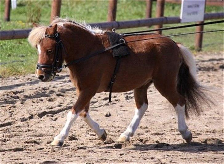 Dansk Miniature Askjærlund´s Oscar billede 15