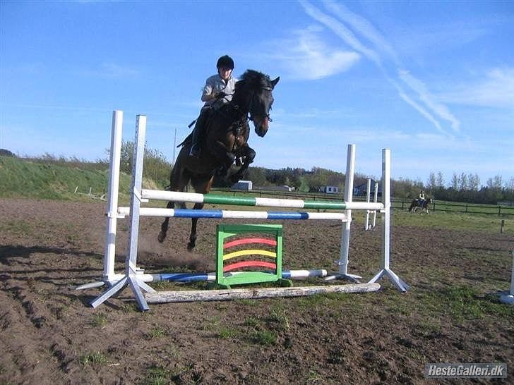 Hollandsk Sportspony Lm's Paturijn (krumme) billede 15