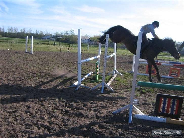 Hollandsk Sportspony Lm's Paturijn (krumme) billede 16