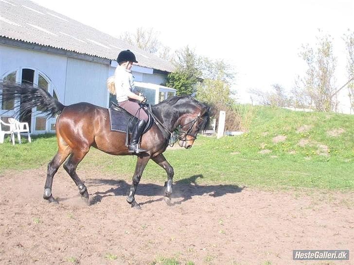 Hollandsk Sportspony Lm's Paturijn (krumme) billede 17