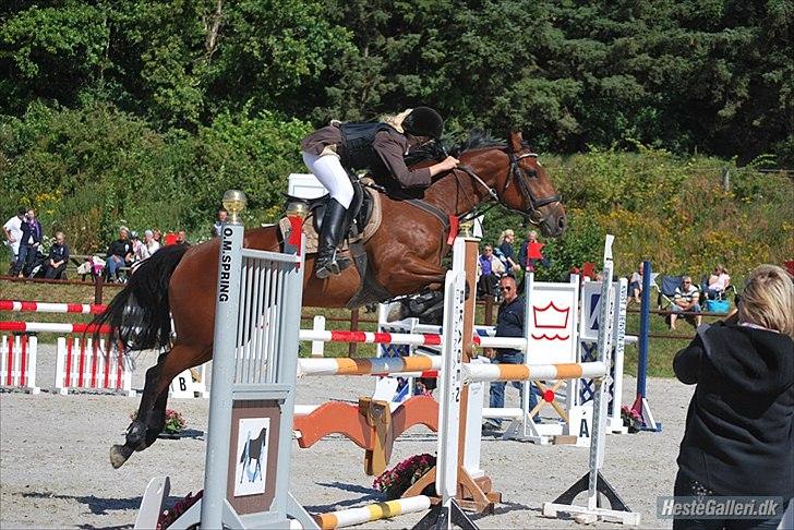 Irsk Sportspony Mill House girl billede 2