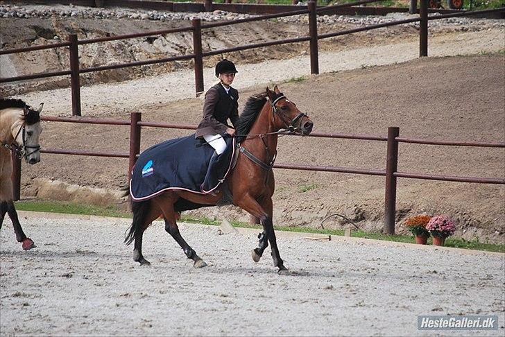 Irsk Sportspony Mill House girl billede 3