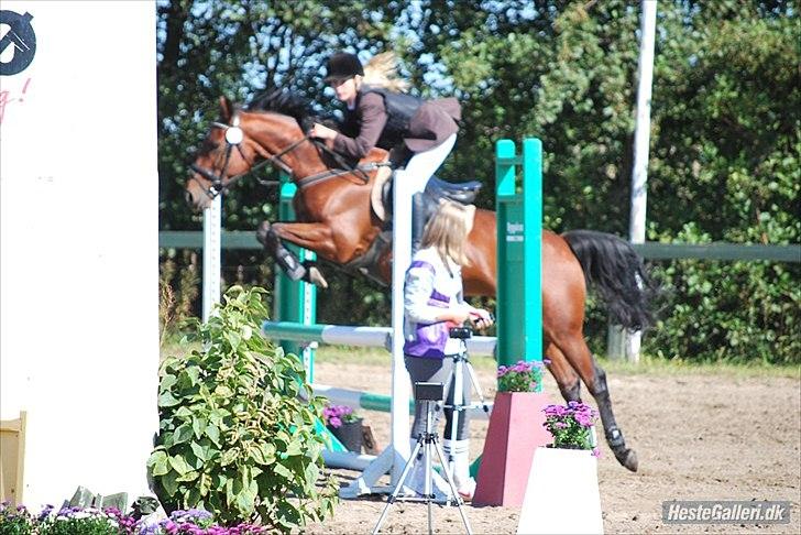 Irsk Sportspony Mill House girl billede 9