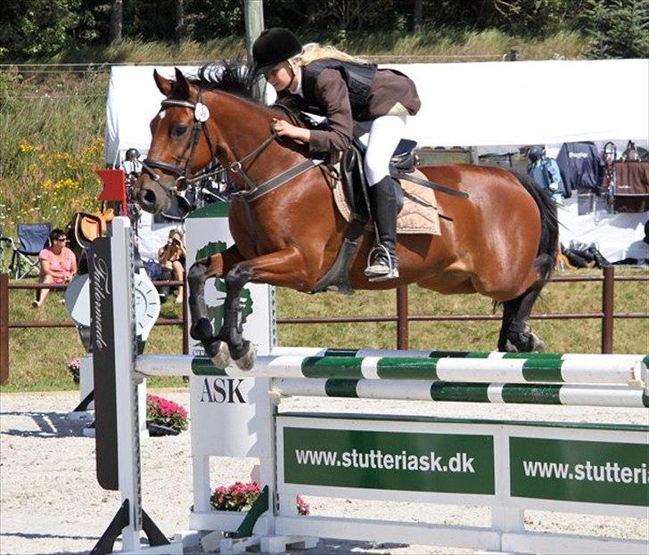 Irsk Sportspony Mill House girl billede 10