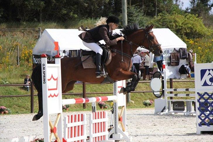 Irsk Sportspony Mill House girl billede 11