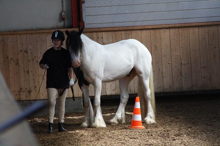 Irish Cob Mac Chass - Dukken og jeg <3. Tal lige om overbygget hest? :b. OBS: ved godt han er meget tynd på billedet, men er blevet MEGET bedre nu.. (: billede 20