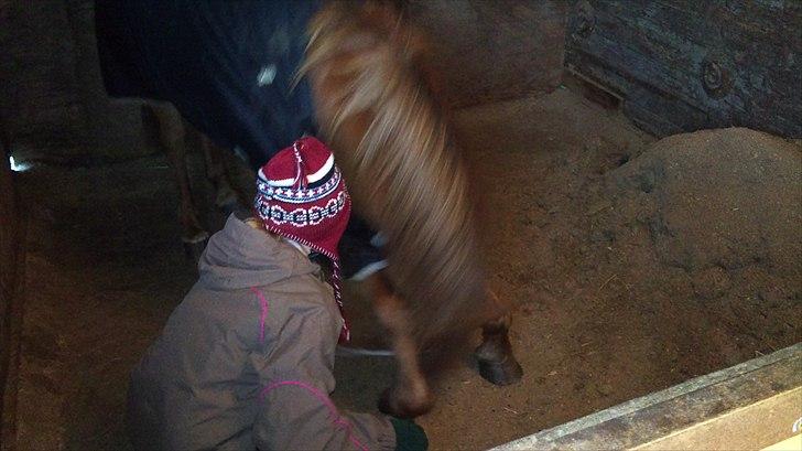 DSP Squash Es billede 4