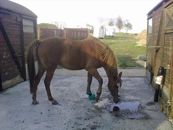 DSP Squash Es billede 11