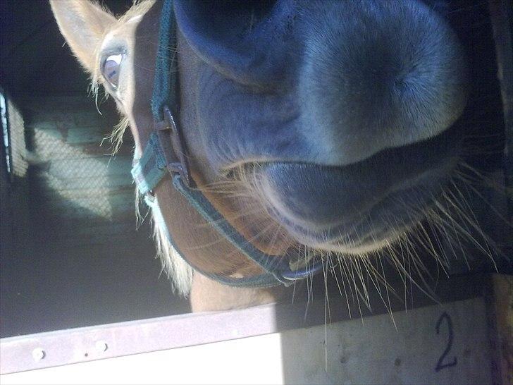 DSP Squash Es billede 12