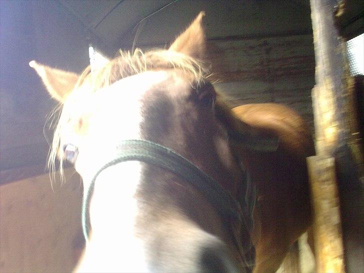 DSP Squash Es billede 13