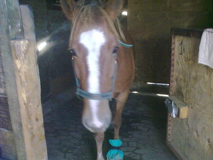 DSP Squash Es billede 14