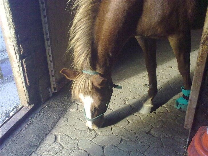 DSP Squash Es billede 15