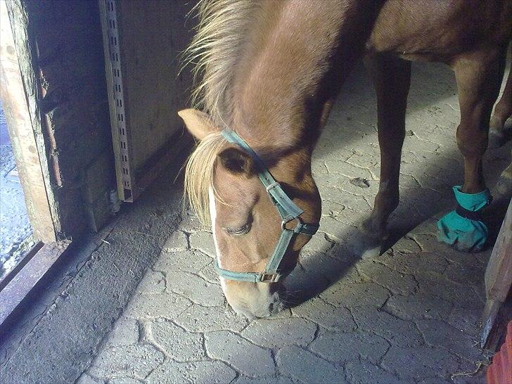 DSP Squash Es billede 16