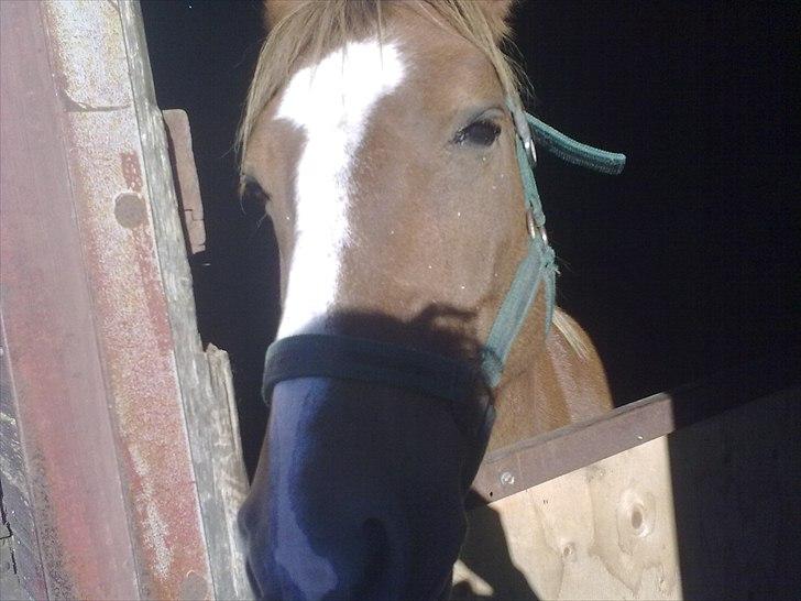 DSP Squash Es billede 17