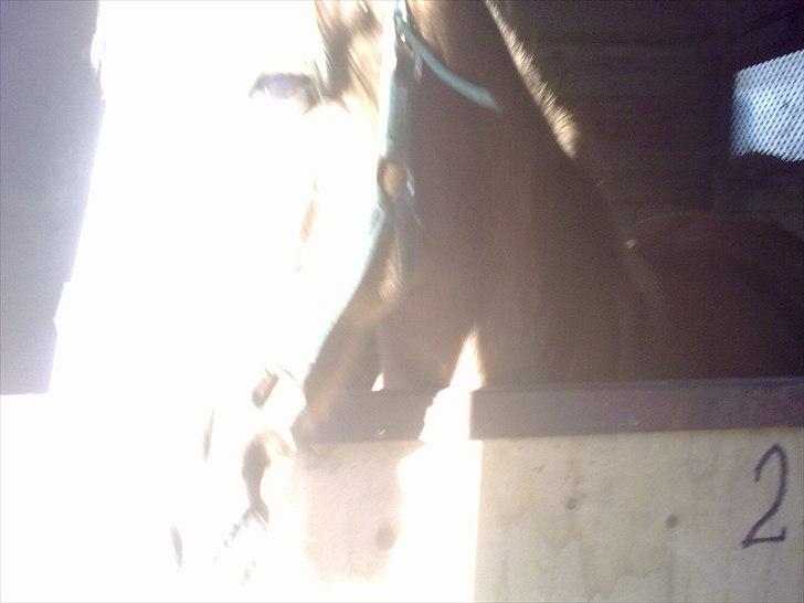 DSP Squash Es billede 18