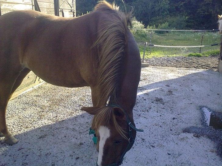 DSP Squash Es billede 19