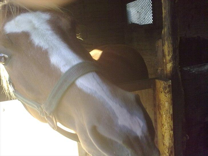 DSP Squash Es billede 20