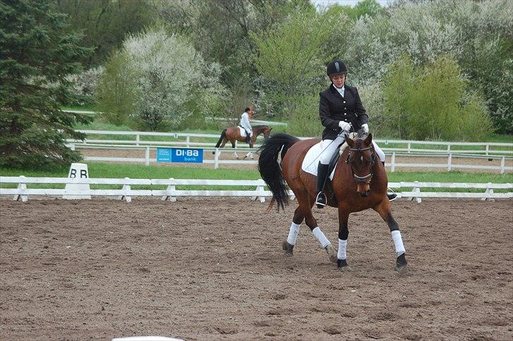 Anden særlig race Karlsbjerggaards Sakia billede 6