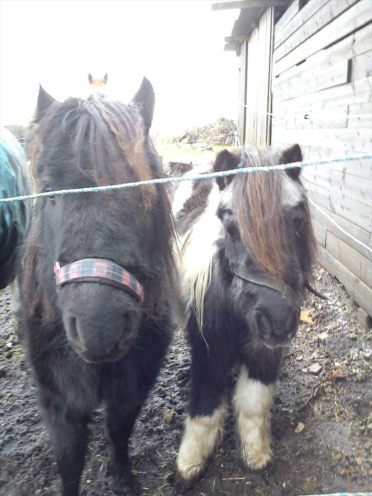 Shetlænder Helmer/Filicita~pensonist - Lille mig sammen med store Lullu ;-) billede 15