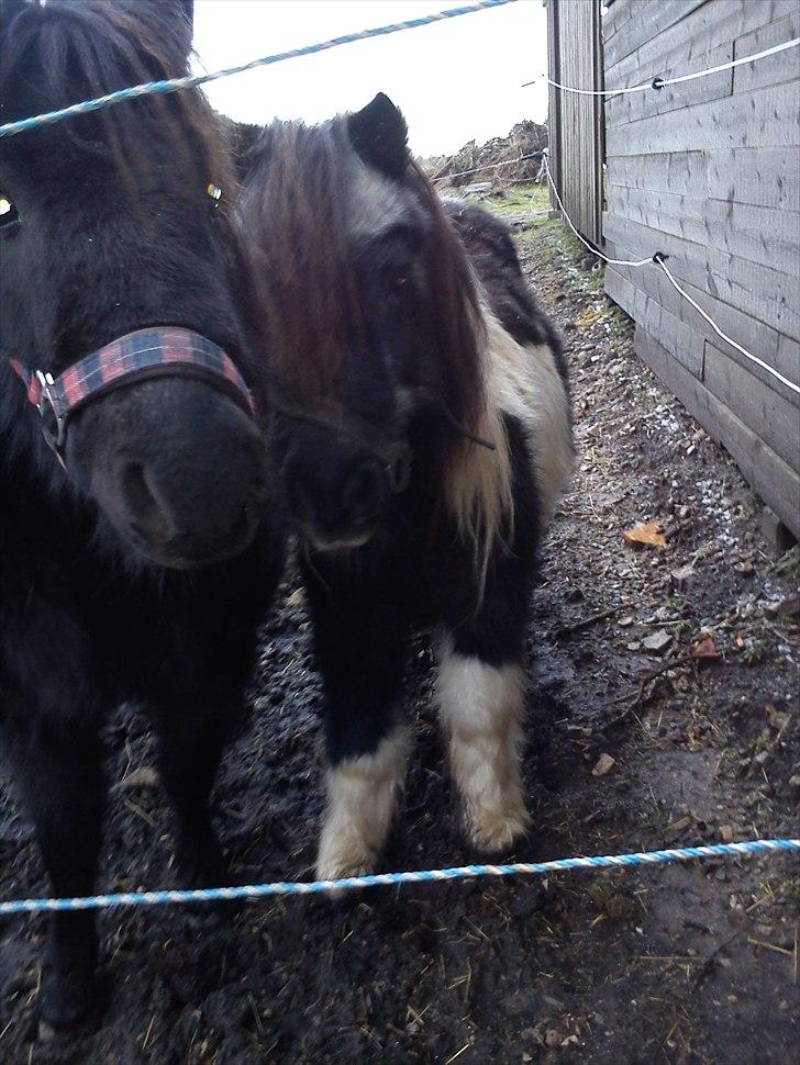 Shetlænder Helmer/Filicita~pensonist - Jeg gemmer mig bag tykke Lullu ;) billede 16