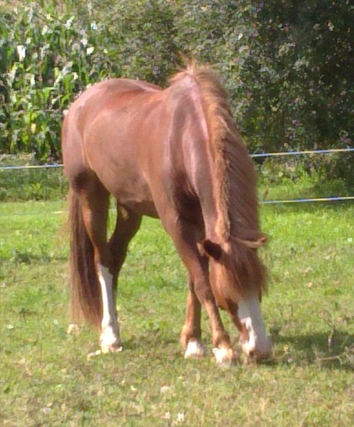 Anden særlig race Skovbrynets Nicklos  billede 20
