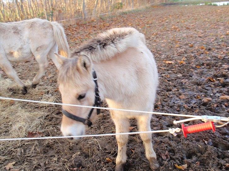 Fjordhest Oblings Belicimo billede 1