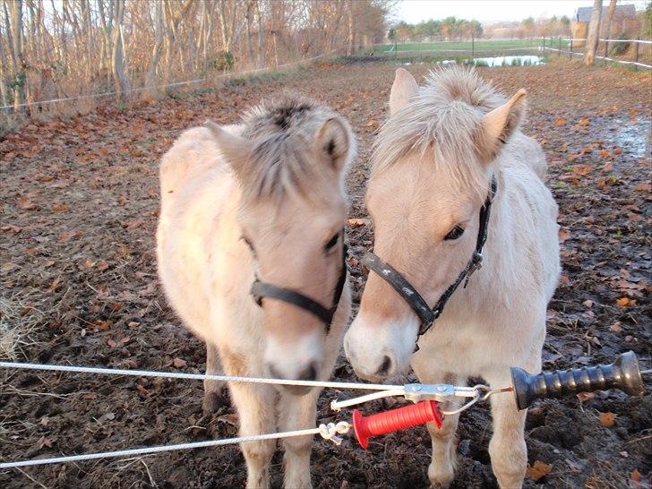 Fjordhest Oblings Belicimo billede 4