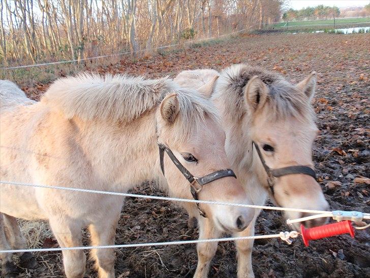 Fjordhest Oblings Belicimo billede 5