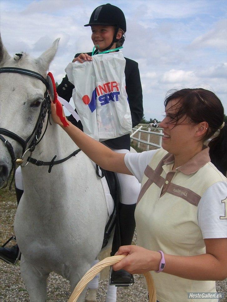 Welsh Partbred (Sec F) Lyngvejens kenzo - Til premieoverækkelse(-; billede 11