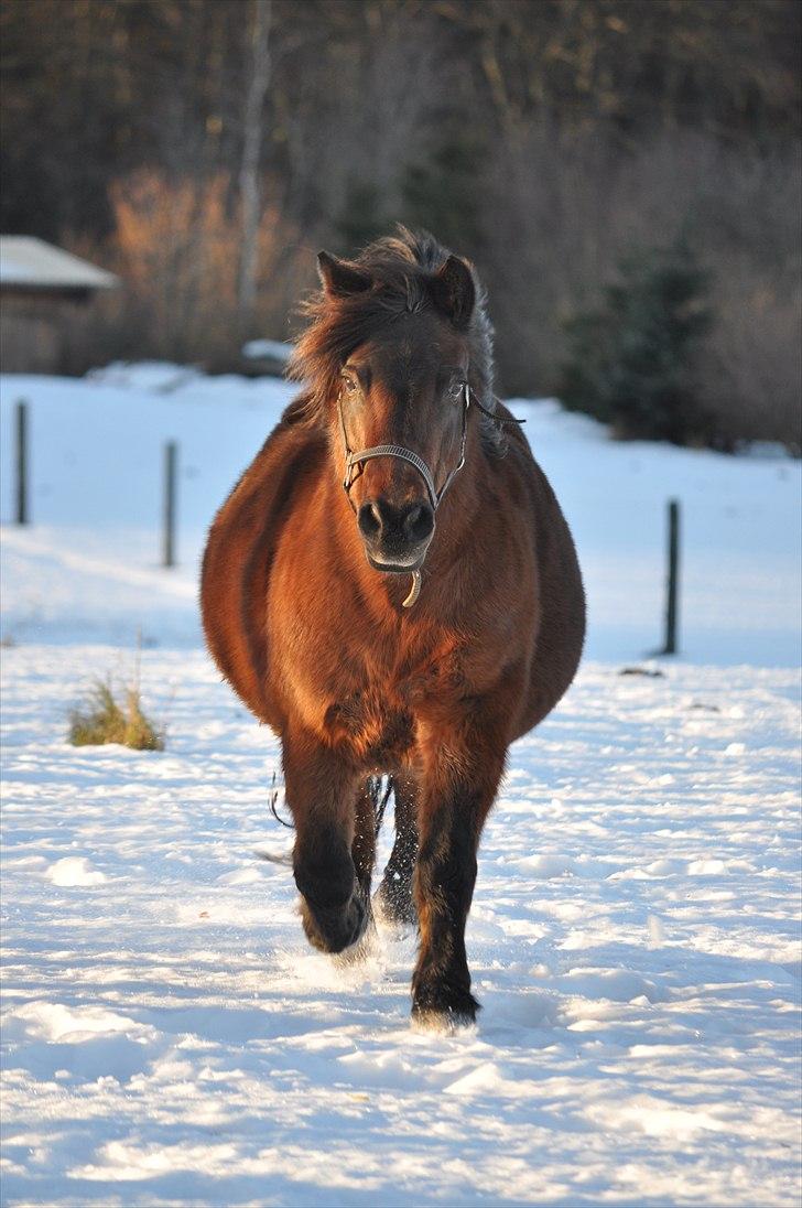 Dartmoor Molly - Molly kommer tonsende :D 12. dec. 2010 billede 12