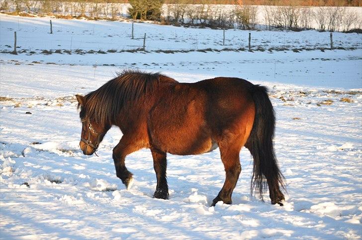 Dartmoor Molly - Molly i sneen :) 12. dec 2010 billede 13