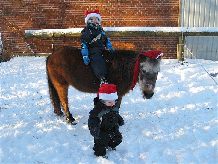 Shetlænder Lotte billede 20